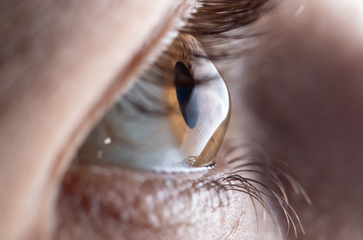 Cornea