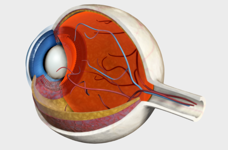 Vitreo - Retina
